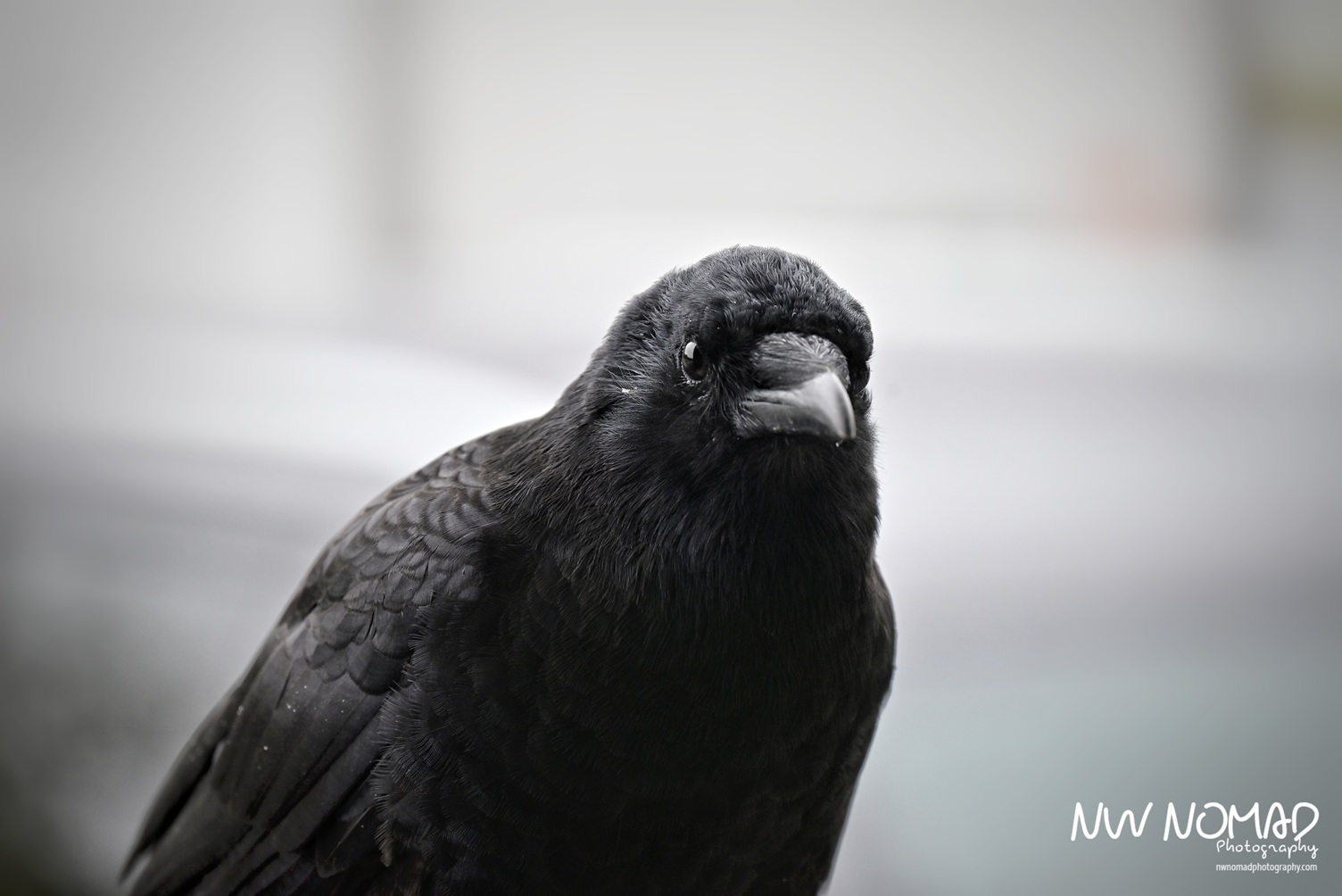 Birds of a Feather